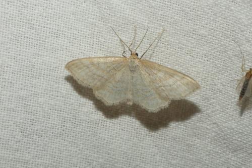Réf. 184 097 : Idaea macilentaria